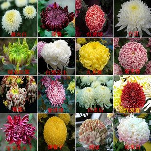 100% echte Blumensamen Chrysantheme Samen vier Jahreszeiten Pflanzensamen für den Heimgarten - 200pcs gemischt Samen von SVI