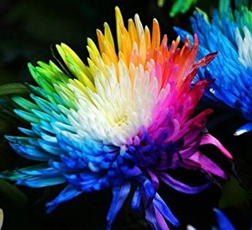 100 echte Regenbogen-Chrysantheme-Blumen-Samen, selten, neue Ankunft DIY Hausgarten Blume Pflanze Blumen-Samen Zierpflanze von SVI