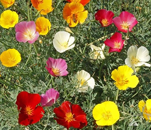 1000 + Kalifornischer Mohn MIX Native Wildflower Samen Weiß Orange Rosa Rot Gelb von SVI