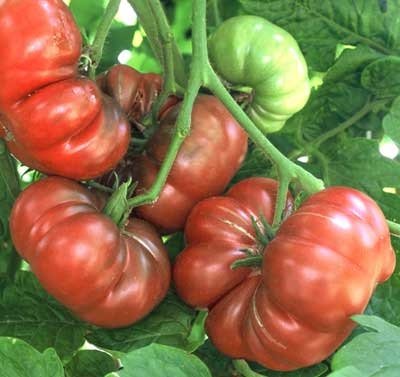 1000 Samen von Purple Calabash - Tomaten Schwarz von SVI