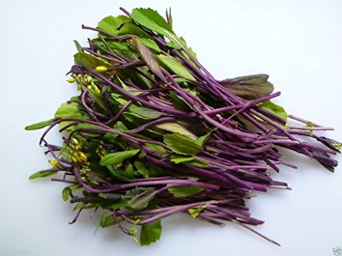 1000 Seeds - hon Tsai tai Seeds - Purple Choy Sum (kosaitai) Plant Frühjahr, Sommer/Herbst von SVI