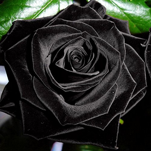 100Pcs Mysterious Black Rose Blumen-Pflanzen-Samen Schöne schwarze Rose von SVI