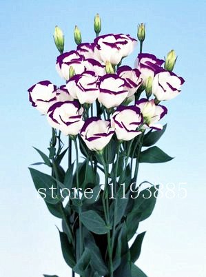 100pcs / pack lila Lisianthus Samen Seltene eustoma Samen Blumensamen Bonsai Samen für Heim & Garten von SVI