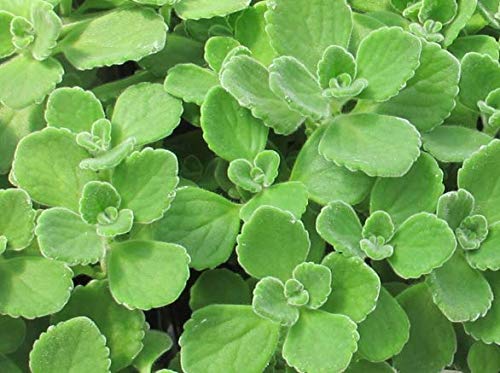 100pcs Grün Cuban Oregano Seeds Mexican Thymian Indian Borretschsamen Spanisch Thymian Staude Pflanze Gartenbonsai von SVI