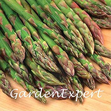 100pcs Jersey-Riese Spargelsamen Grüner Spargel Bio Heirloom Gemüsesamen Bonsai-Hausgarten-Topfpflanze DIY von SVI