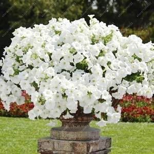 100pcs hängende Petunien Samen Melisse ursprünglichen Blumensamen mehrjährigen Blumen für Hausgarten Bonsai Topf pflanzen Petunie 3 von SVI