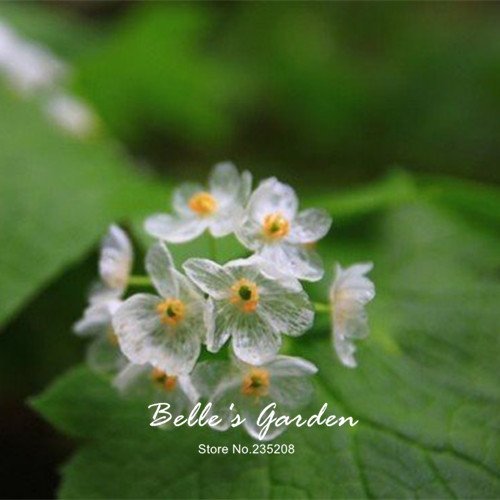 100pcs seltene exotische blühende Pflanzen Transparente Blumen-Samen Diphylleia grayi Bonsai Wasser wird transparent Skelett Blume von SVI