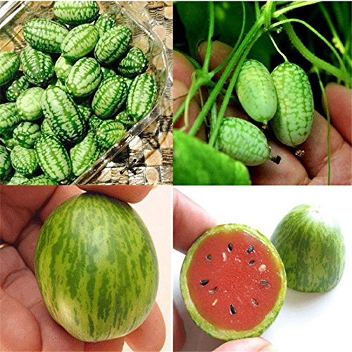 10pc Cucamelon Mini Watermelon Red Miniature Samen Obst Pflanzen Home Garten Decor von SVI