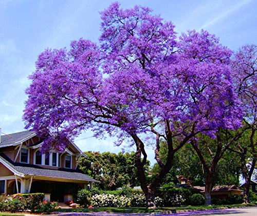 11.11 Großer Verkauf! 50 / bag schnell wachsenden lila Paulownia Samen seltener Baumsamen für zu Hause pflanzen Dekoration von SVI