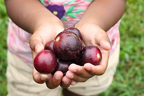 # 1230 * RED GIANT Scuppernong/Muscadine GRAPE * 7 SEEDS # 1230 * RED GIANT Scuppernong/Muscadine GRAPE * 7 SEEDS von SVI