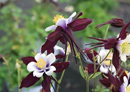 15 Aquilegia Louisiana Samen, Akelei Pflanze, Columbine Seeds von SVI