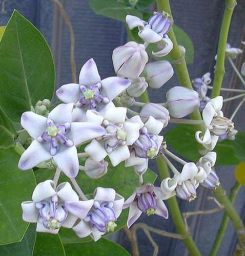 15 Samen | Calotropis gigantea lila | Riesen Milkweed | Schmetterlinge Liebe von SVI