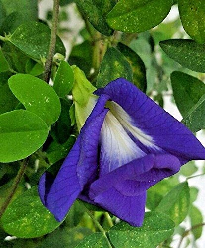 15 Samen von Clitoria ternatea Doppel Blaue Blume Seltene Schmetterling Pea Vine von SVI