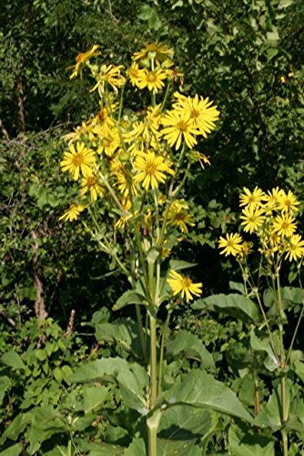 15 Seeds - Silphium Cup Pflanzensamen (Silphium Perfoliatum) von SVI