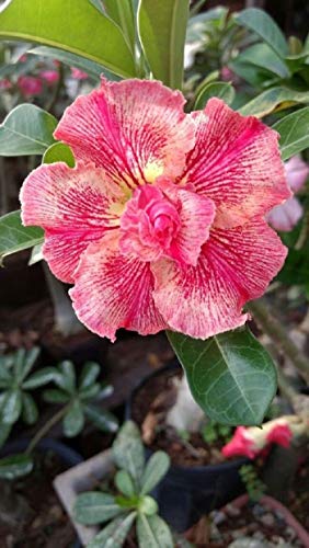 2 Rare Orange Pink Desert Rose Samen Adenium Obesum Blume Perennial Exotic von SVI