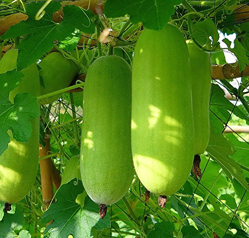 20 ++ Bio-Saatgut Winter-Melone/Wachs Kürbis/Dong Gua (Benincasa hispida) von SVI