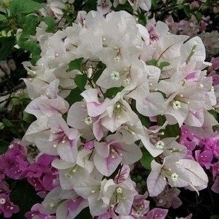 20 * Mix-Farbe Bougainvillea spectabilis Willd Samen Bonsai Blume Pflanzensamen von SVI