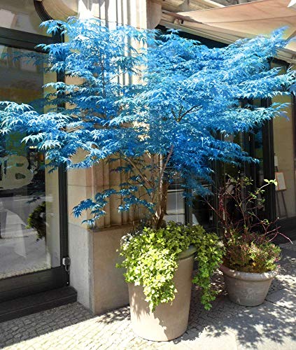 20 Bonsai blau Ahorn Baum Samen Bonsai Baum seeds. Rare Sky Blau Japanischer Ahorn Samen Balkon Pflanzen für Home Garten von SVI