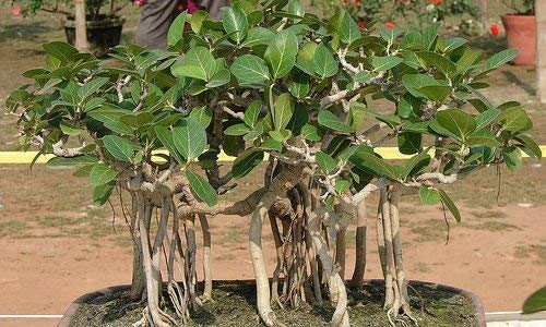 20 PC Exotische Bonsai-Baum Banyan Tree Seed-Büro-Schreibtisch Ficus Ginseng Samen Perennial Ficus Microcarpa Die Budding Rate 95% von SVI