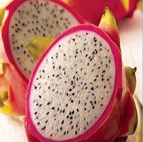 20 RARE Dragon Fruit Seeds Hylocereus Pitaya Samen Früchte Undatus Seed Hot SH von SVI