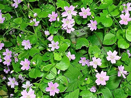 20 SIBIRISCHES SPRING BEAUTY Rosa Portulak Claytonia Sibirica Süßigkeit Blumensamen von SVI