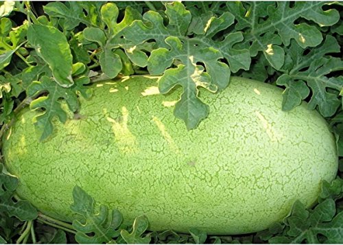 20 Samen Charleston grau rot Wassermelone Erbstück schön hellgrün Haut Melone von SVI