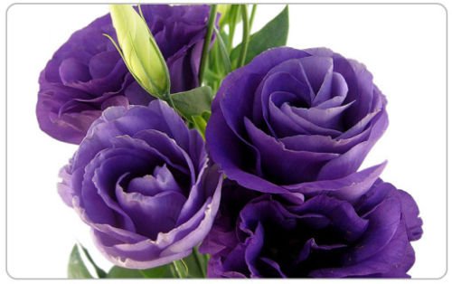 20 Samen Lila Schatten Lisianthus Blume/Langlebige Jahres von SVI