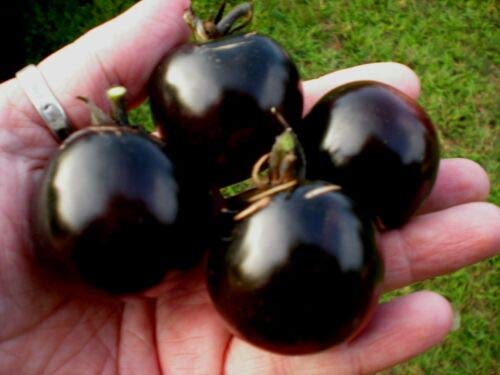 20 Samen von Indigo Rose Tomate! - SEHR DARK PURPLE von SVI