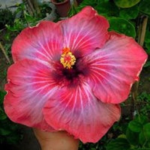 20 Seltene Rosa Lila Hibiskus Samen Riesen großer Teller Blumen Exotische Gärten Hardy von SVI