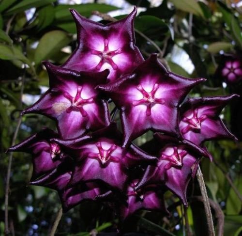 20 Stück Lila weiße Hoya Samen-Ball Orchard Flower Garden Seed Orchard Pflanze von SVI