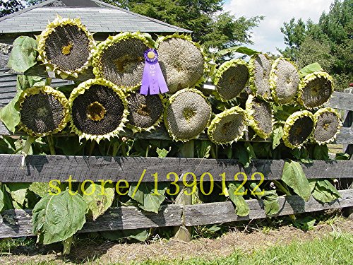 20 Stück Riesen Sonnenblumenkerne Riesen große Sonnenblumenkerne schwarz Russisch Sonnenblumenkerne für den Garten Haus von SVI