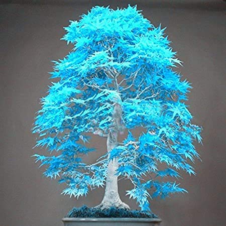 20 blau Ahornbaum Samen Bonsai Ahorn-Baum Samen selten Himmel blau Farbe Balkonpflanzen für zu Hause Gartendekoration Kind Liebe Geschenk von SVI