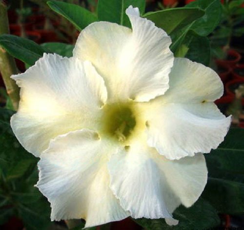 20 frische Samen Adenium Obesum Wüstenrosen Rare White-König von SVI