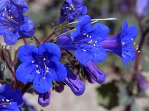 200+ Samen von CALIFORNIA BLUE BELL Erbstück Wild SCHMETTERLINGEN Bees LITTLE SEED von SVI