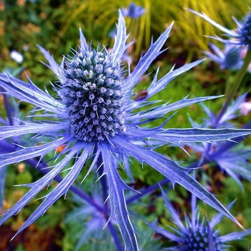 200 Samen - Seestechpalmen Blau Blumensamen (Eryngium Planum) von SVI