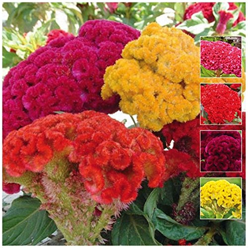 200 Samen des Chief Mix Celosia von SVI