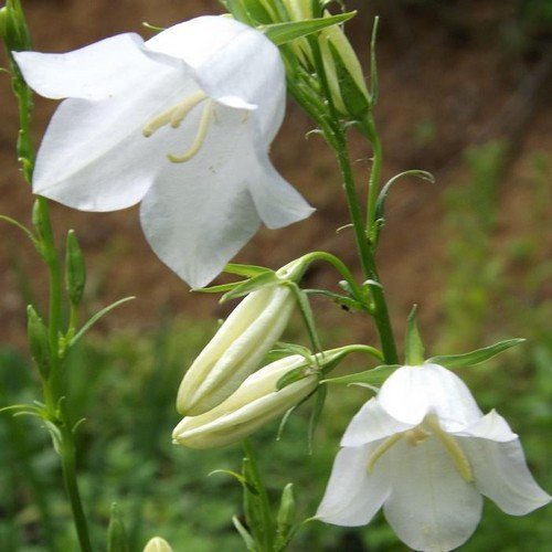200 Seeds - Glockenblumen-weiße Blumen-Samen (Campanula Carpatica weiß) von SVI