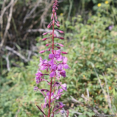 200 Seeds - Weidenröschen Blumensamen (Epilobium Angustifolium) von SVI