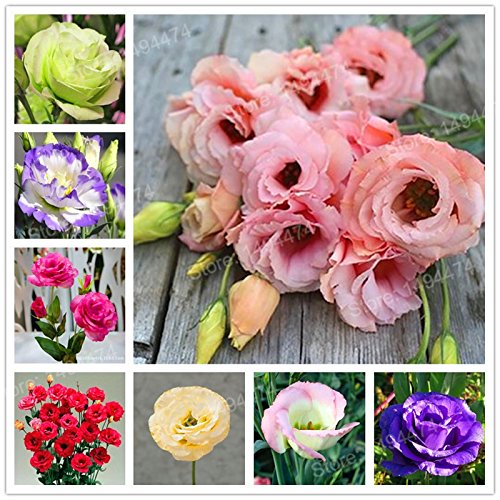 200pcs Seltene Mischfarbe Eustoma Samen Staude Blütenpflanzen Lisianthus Samen Bonsai Blumensamen für Hausgarten von SVI