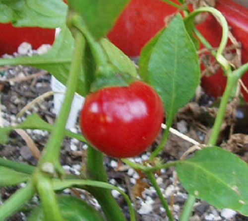 200 süße Red Cherry Pepper Samen 85 Tage von SVI