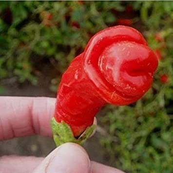 200pcs Penis Chilly Red Hot Peter Pepper Samen kühl Samen Neuheit lustige Paprika Bonsai Pflanzen Samen für Heim & Garten von SVI