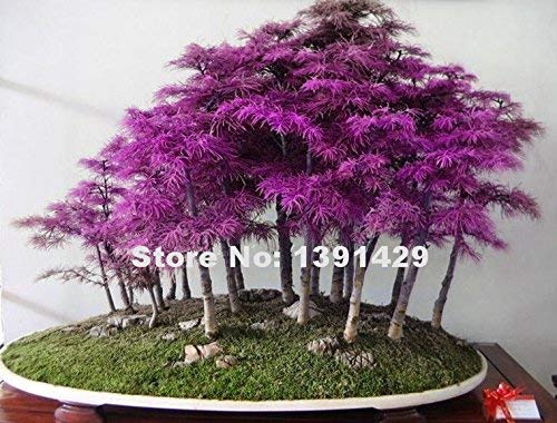 200pcs Rare Lila Dmmerungs-Rotholz-Bonsai-Baum - Metasequoia glyptostroboides, DIY Hausgarten, sehr einfach Zierpflanze zu wachsen samen nur von SVI