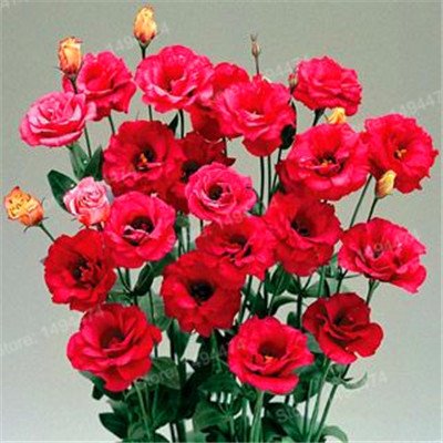 200pcs Seltene Mischfarbe Eustoma Samen Staude Blütenpflanzen Lisianthus Samen Bonsai Blumensamen für Hausgarten Gelb von SVI