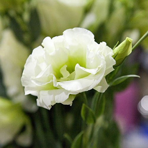 200rare Weiß Eustoma Samen Staude Blütenpflanzen Balkon Topfblumen Samen Lisianthus für Pflanzer Blumentopf von SVI