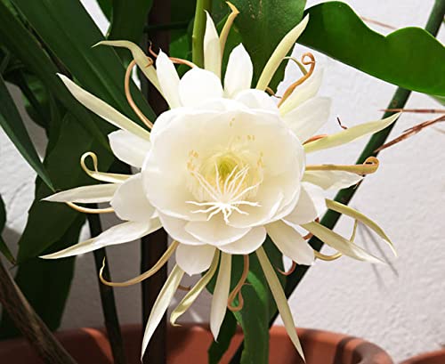 2016 50pcs chinesische Seltene Epiphyllum Oxypetalum Samen Nachtblühende Cereus Bonsai-Blumen-Garten-Dekoration-Betriebs von SVI