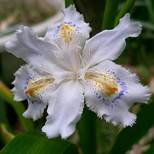 2016 Japanische Iris Japonica Blumen-Samen 100PCS weiße Iris Orchidee Samen japanische seltene Blume Leicht zu plant.Garden Startseite Bonsai von SVI