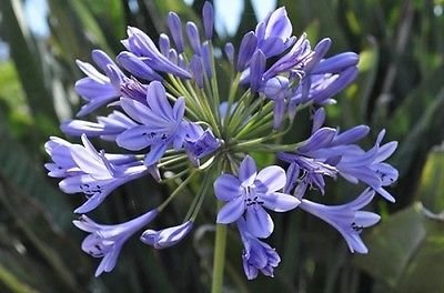 25+ Blaue afrikanische Lilie Agapanthus-Blumensamen/Perennial von SVI