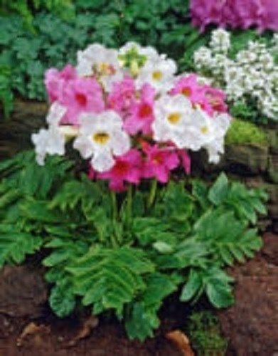 25+ Incarvillea HARDY GLOXINIA/CREAM & ROSY PURPLE MIX PERENNIAL Blumensamen von SVI