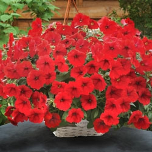 25 Pelletierte Seeds Opera Supreme Red Rollier Petunia Samen von SVI