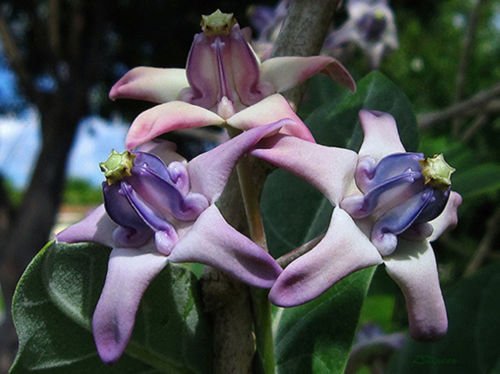 25 Samen | Calotropis gigantea lila | Riesen Milkweed | Schmetterlinge Liebe von SVI